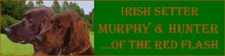 Karina und ihre beiden tollen Kerle Murphy und Hunter