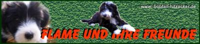 Bearded Collie M�del "Flame"