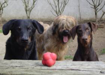 Gini und die drei Fellnasen: Mazou, Socke und Goofy 